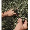La Provençale Bio - Creme hidratante anti-rugas - Azeite orgânico